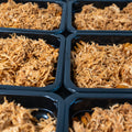 Close-up of several black meal prep containers filled with shredded cooked chicken, arranged in a grid pattern.
