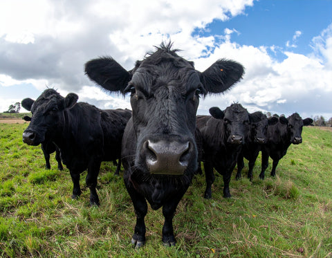 Grass-fed Angus cattle on a sustainable farm in Australia, standing alert in a green pasture under open skies.