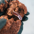 A gloved hand holds a chunk of Buffin Muffin Dirt Cake, its rich brown appearance resembling chocolate muffin soil, with a translucent, segmented gummy worm partially emerging from it.