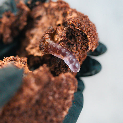 A gloved hand holds a chunk of Buffin Muffin Dirt Cake, its rich brown appearance resembling chocolate muffin soil, with a translucent, segmented gummy worm partially emerging from it.